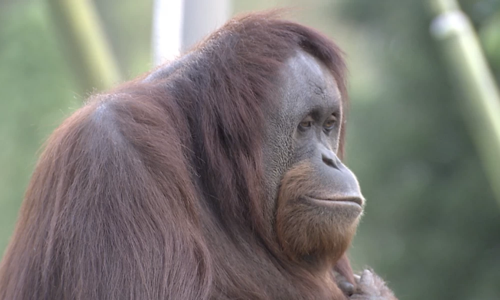 Πίθηκοι στο ζωολογικό κήπο του Σαν Ντιέγκο κάνουν το εμβόλιο